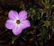 Phlox diffusa 20-0056